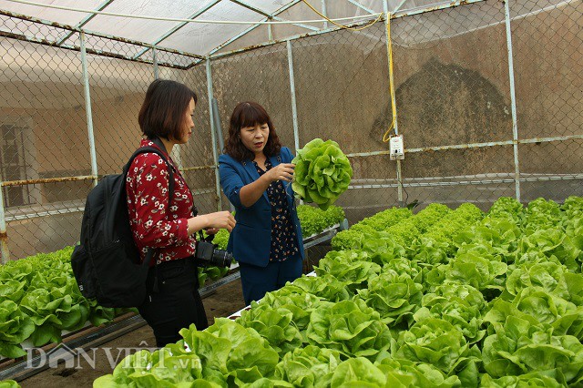 Mô hình trồng rau thủy canh của cô Hồng và học sinh trong trường. Ảnh: Văn Long.