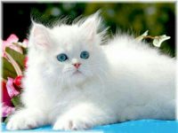 Mèo Ba Tư – Giống mèo quyến rũ không thể chối từ