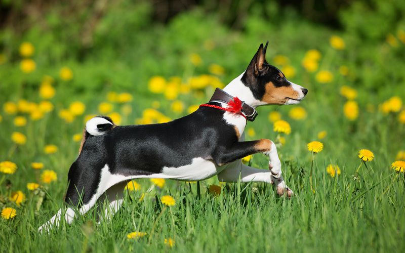 Basenji - Giống chó vô cùng nhanh nhẹn, cảnh giác, độc lập và có nguồn năng lượng tưởng chừng “vô tận”