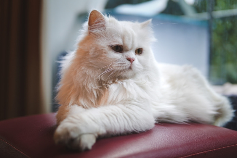 Mèo Ba Tư sống tình cảm, trung thành với chủ nhân. Chúng luôn quấn quýt chủ nhân và thích được ôm ấp, cưng nựng.