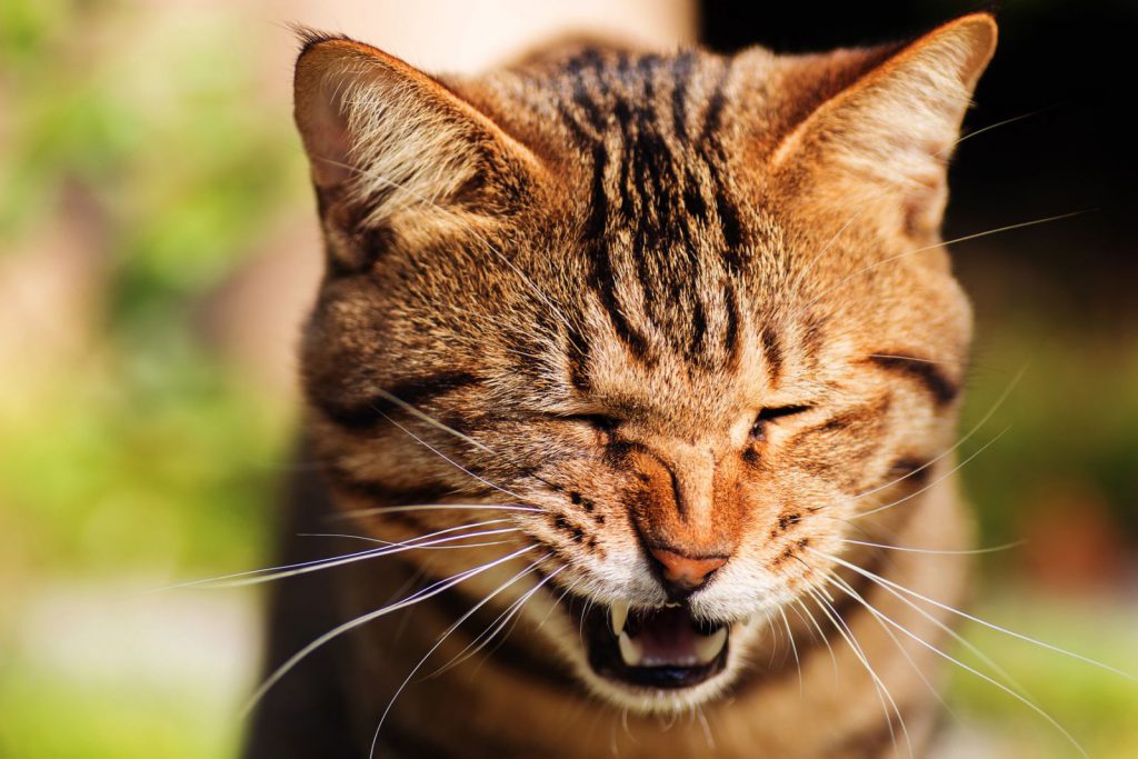 Một số nguyên nhân khiến cho mèo bị hắt xì liên tục