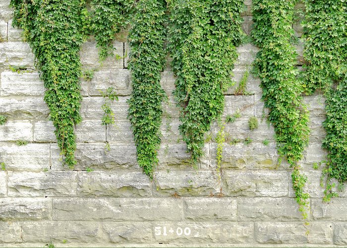 Bờ tường phủ cây Thường Xuân