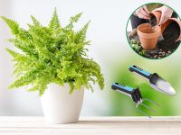 Phương pháp trồng cây dương xỉ thanh lọc không khí