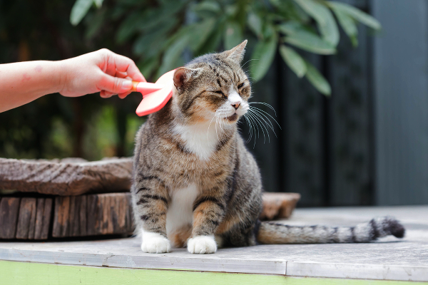 Chải lông mèo cũng giúp mèo thoải mái hơn vì được âu yếm, chiều chuộng