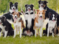 Tìm Hiểu Về 5 Giống Chó Thông Minh Nhất Thế Giới