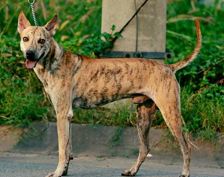 Chó Phú Quốc sở hữu thân hình săn chắc, nhanh nhẹn và có đặc điểm nổi bật là bộ lông xoáy dựng ngược trên phần lưng