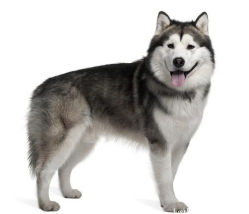 Một con chó đẹp, nhìn tổng thể dàn sọ đầu, hai tai, mắt, mõm, mũi và đuôi phải hài hòa