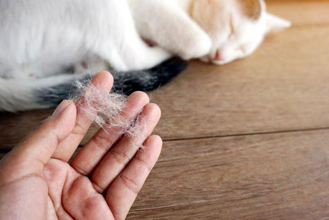 Những nguyên nhân khiến cho mèo bị rụng lông