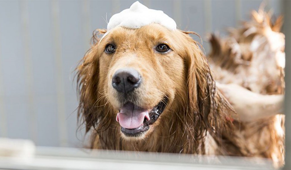 Tắm thường xuyên giúp thú cưng giảm rụng lông