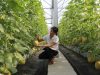 Khám phá mô hình trồng dưa công nghệ cao tại Thái Nguyên