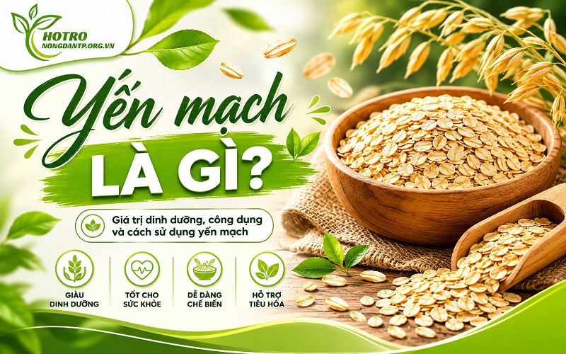 yến mạch là gì