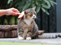 8 Cách Xử Lý Tình Trạng Rụng Lông Ở Mèo