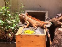 Kinh Nghiệm Chăm Sóc Rồng Nam Mỹ Iguana