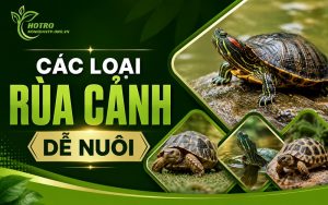 các loại rùa cảnh dễ nuôi