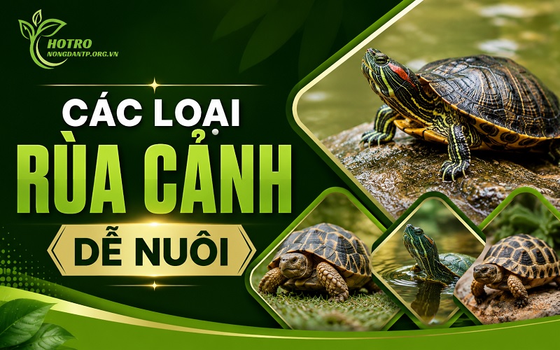 các loại rùa cảnh dễ nuôi