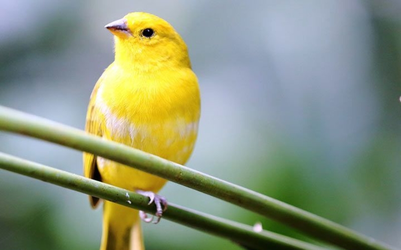 Cách chăm sóc chim Hoàng Yến