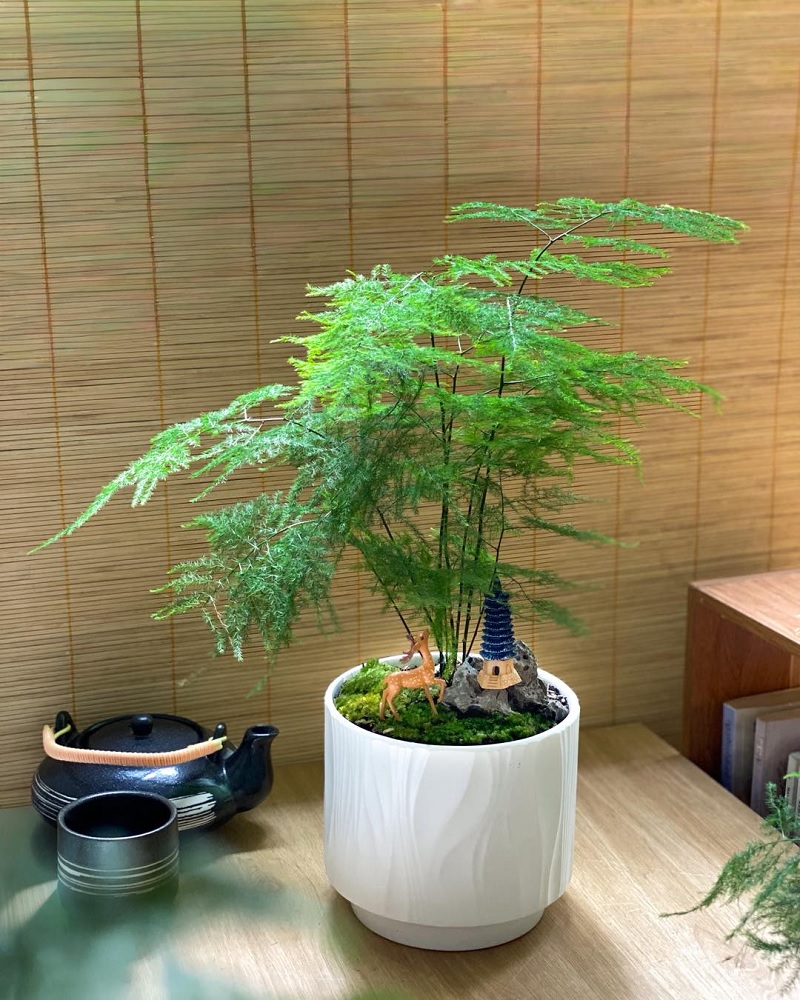 Cách chăm sóc cây thủy tùng