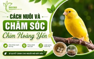 cách nuôi và chăm sóc chim hoàng yến