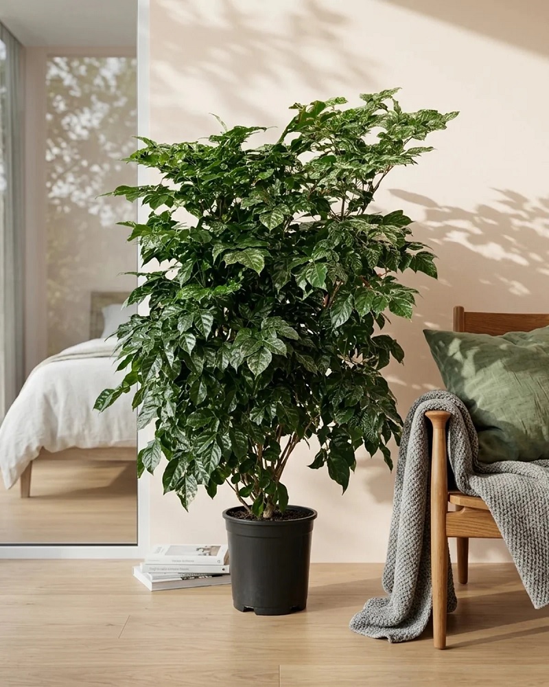 cách trồng cây hạnh phúc