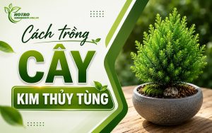 cách trồng cây kim thủy tùng