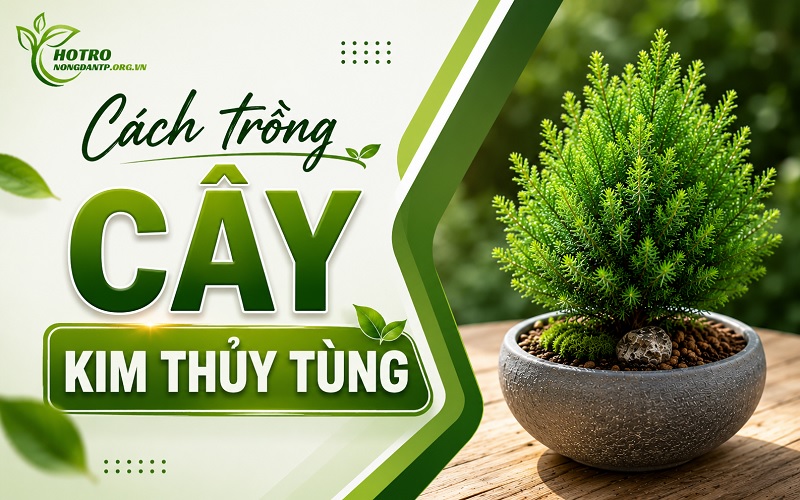 cách trồng cây kim thủy tùng