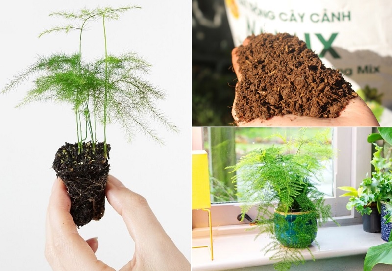 Cách trồng cây kim thủy tùng