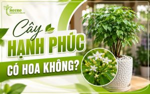 cây hạnh phúc có hoa không