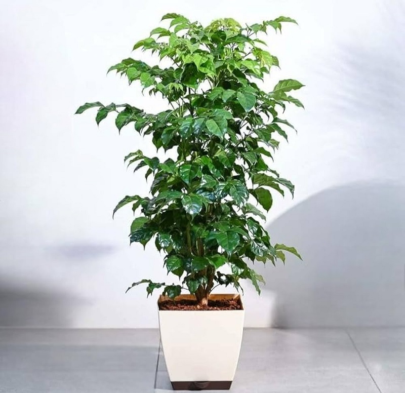 Cây hạnh phúc giá bao nhiêu
