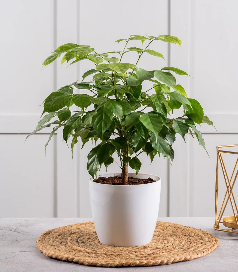 Cây hạnh phúc hợp mệnh gì​ tuổi gì