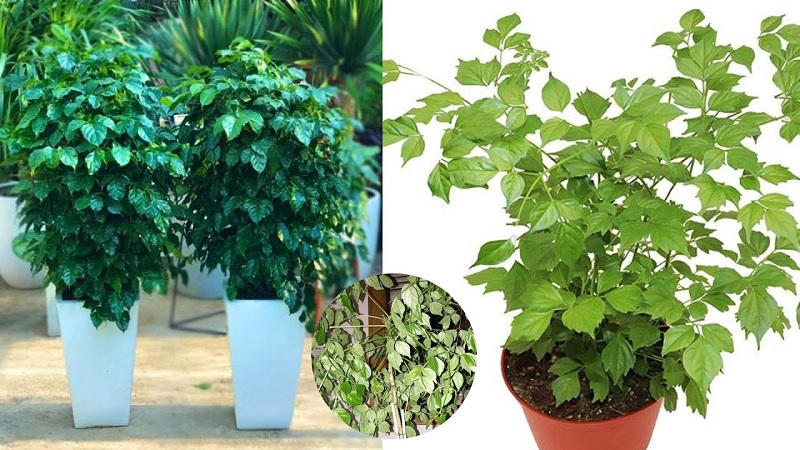 Cây hạnh phúc là cây gì