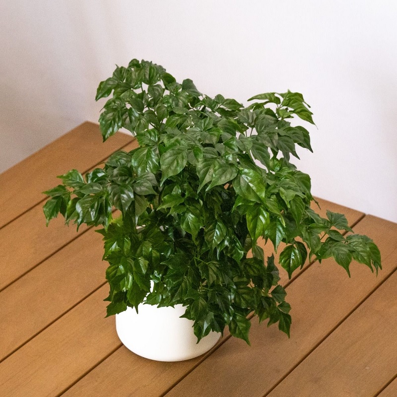 Cây hạnh phúc có trồng được trong nhà không