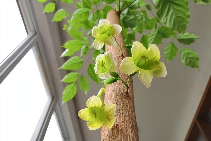 Ý nghĩa của hoa cây hạnh phúc