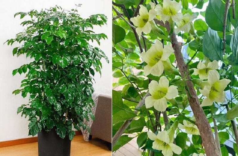 Cây hạnh phúc có hoa không