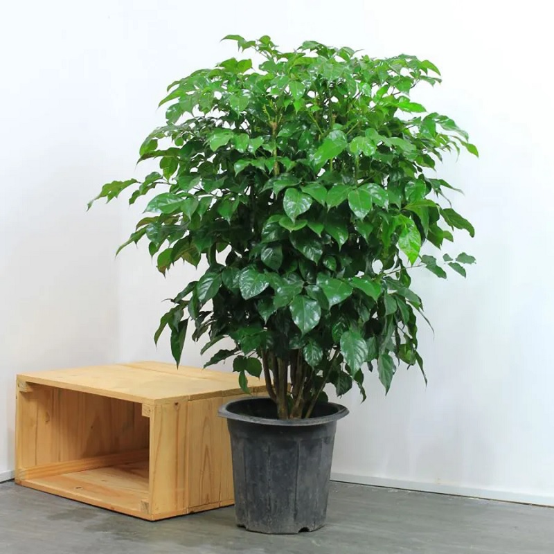 Cây hạnh phúc trồng ở đâu​
