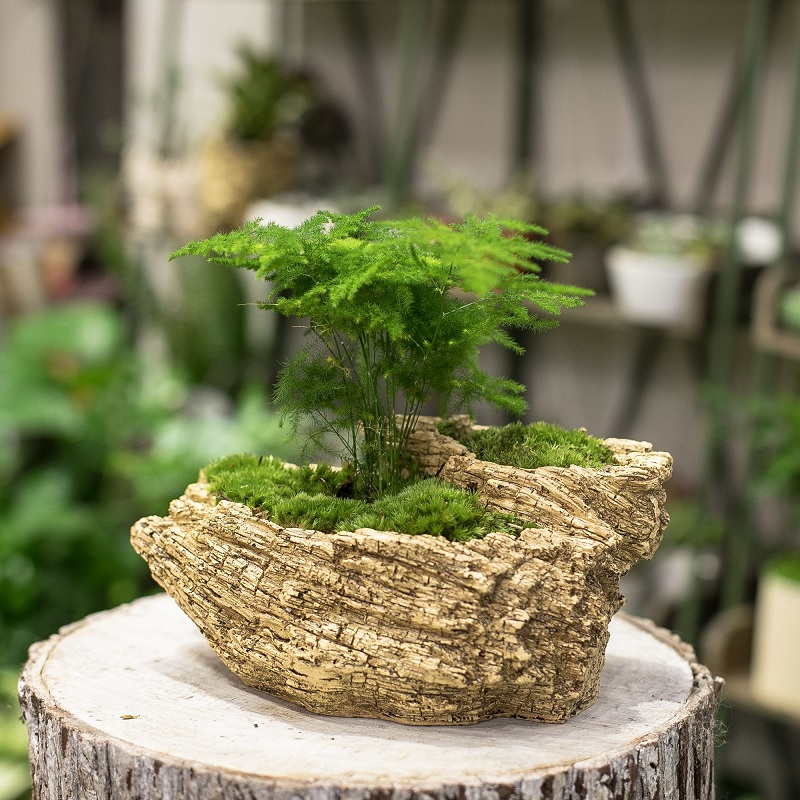 Giá cây kim thủy tùng hiện nay