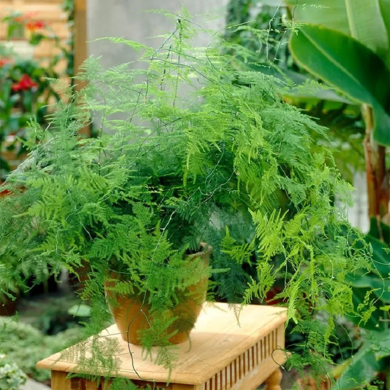 Cây thủy tùng hợp mệnh gì