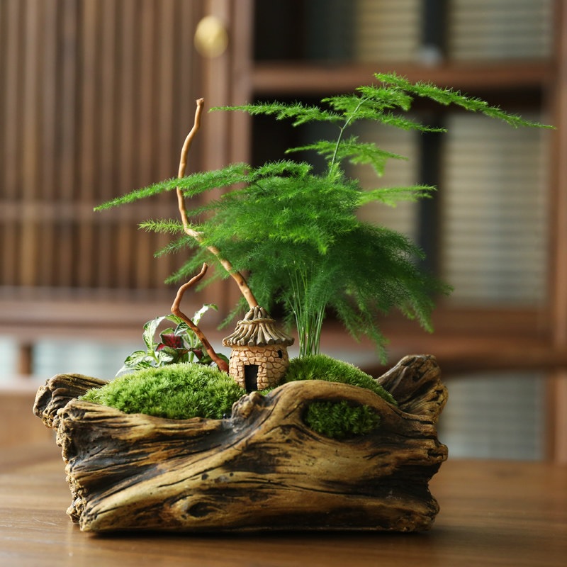 Cây thủy tùng hợp tuổi gì