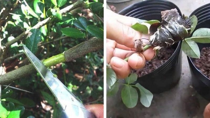 Cách chiết cành cây hạnh phúc