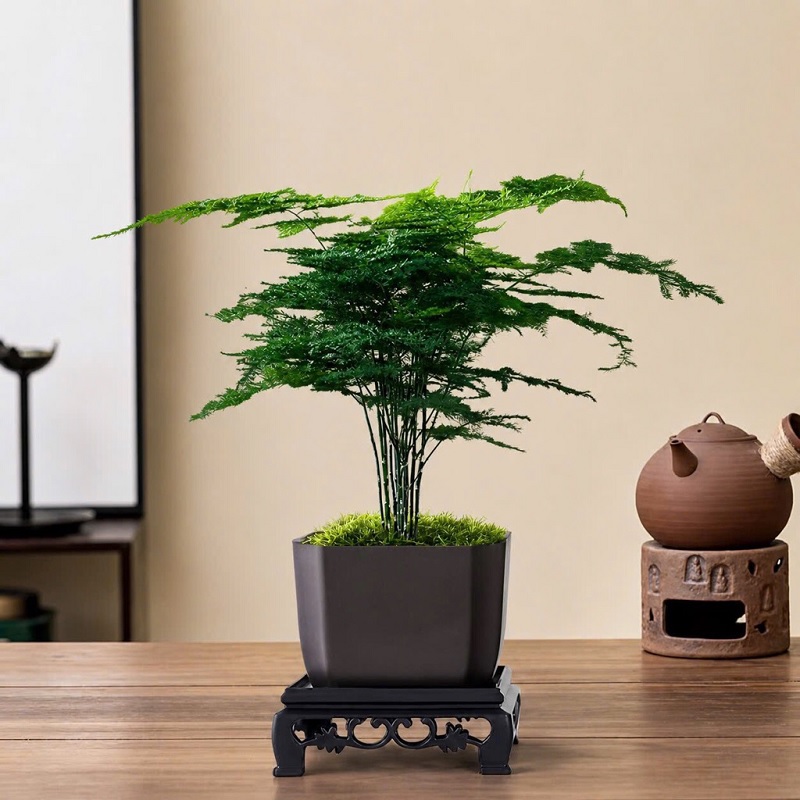 Công dụng của cây kim thủy tùng