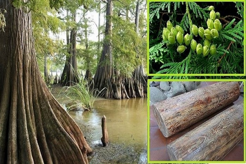 Đặc điểm của cây kim thủy tùng