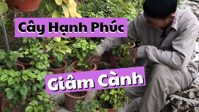 Cách giâm cành cây hạnh phúc