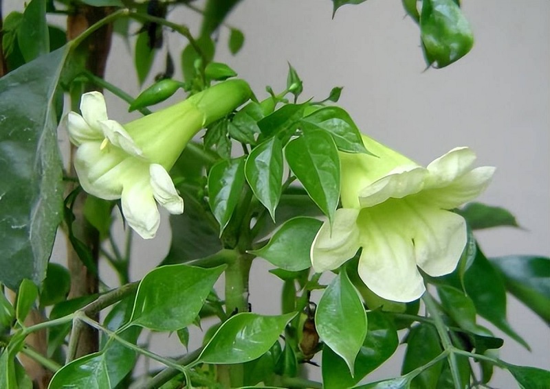 Đặc điểm của hoa cây hạnh phúc