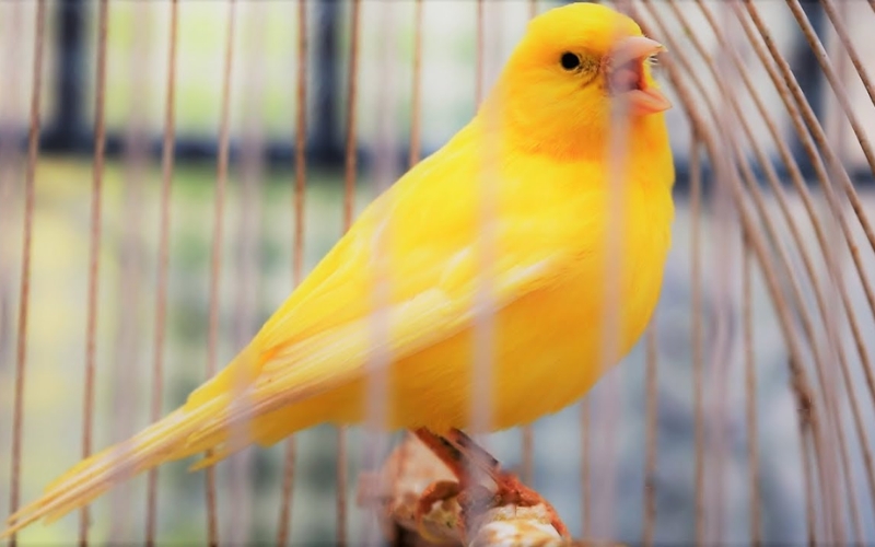 Cách huấn luyện chim Hoàng Yến hót hay