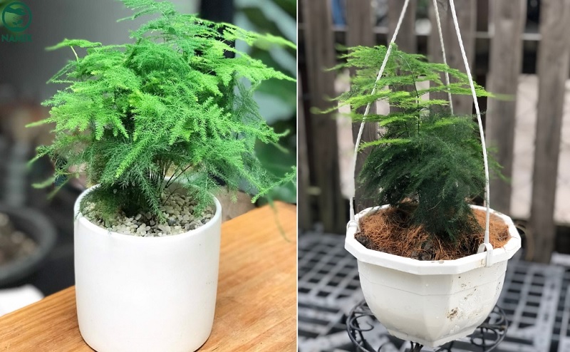 Một số lưu ý khi trồng cây thủy tùng