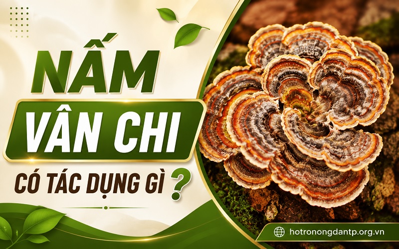 nấm vân chi có tác dụng gì