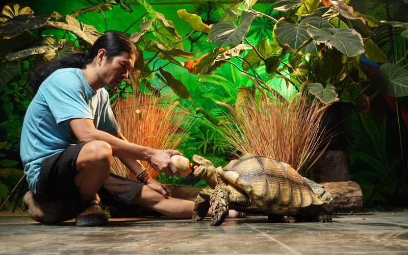 Lợi ích khi nuôi rùa cảnh phong thủy