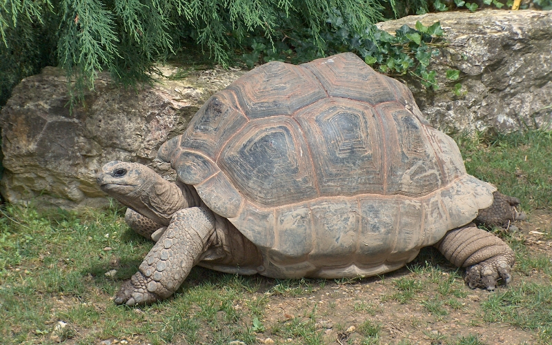 Rùa đảo Aldabra (Aldabra Tortoise)