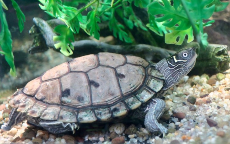 Rùa bản đồ Mississippi (Mississippi Map Turtle)