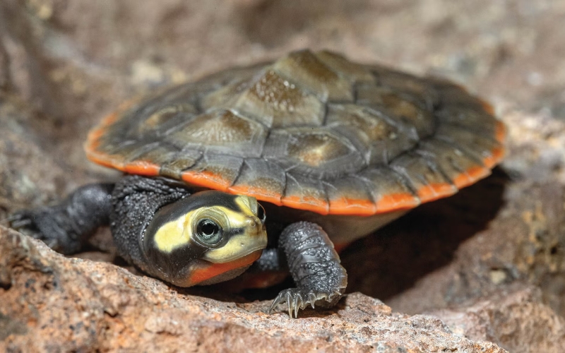 Rùa bụng hồng (Pink Bellied Sideneck Turtle)