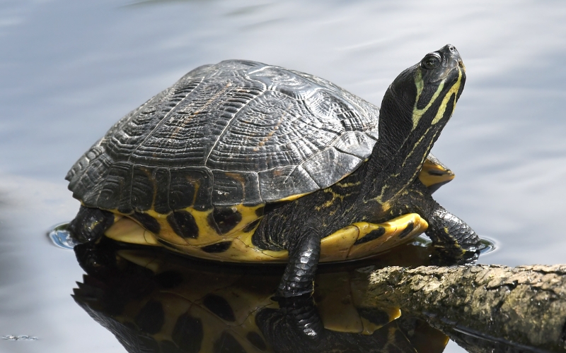 Rùa bụng vàng (Yellow Bellied Slider Turtle)